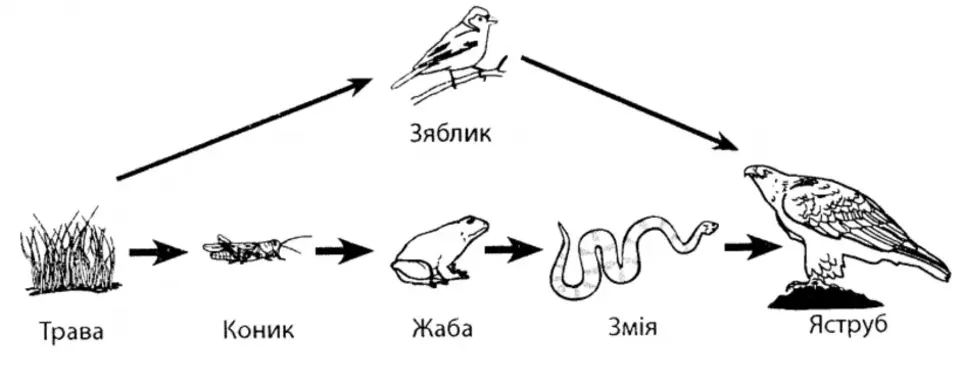 Пищевая цепочка луга 5 класс биология. Цепь питания 5 звеньев. Цепочки питания животных из 4 звеньев. Цепь питания животных из 4 звеньев. Схема пищевой Цепочки 5 класс биология.