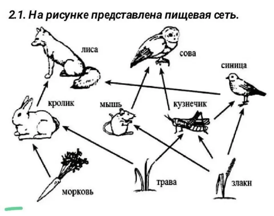 Какова роль пищевой цепи в природном сообществе. Схема пищевой сети. Пищевая сеть это в биологии 9 класс. Пищевая сеть 5 класс биология. Пищевая сеть леса схема.