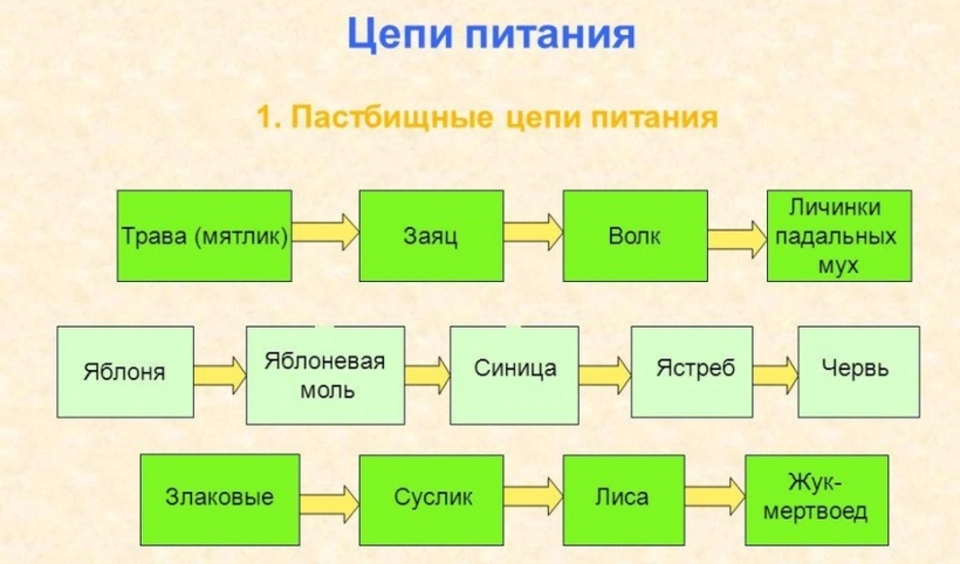 Какова роль пищевой цепи в природном сообществе. Цепи питания 1 звено 2 звено 3 звено. Пищевые Цепочки 5 класс биология 3 Цепочки. Компоненты пищевой цепи таблица. Как составить пищевую цепь.