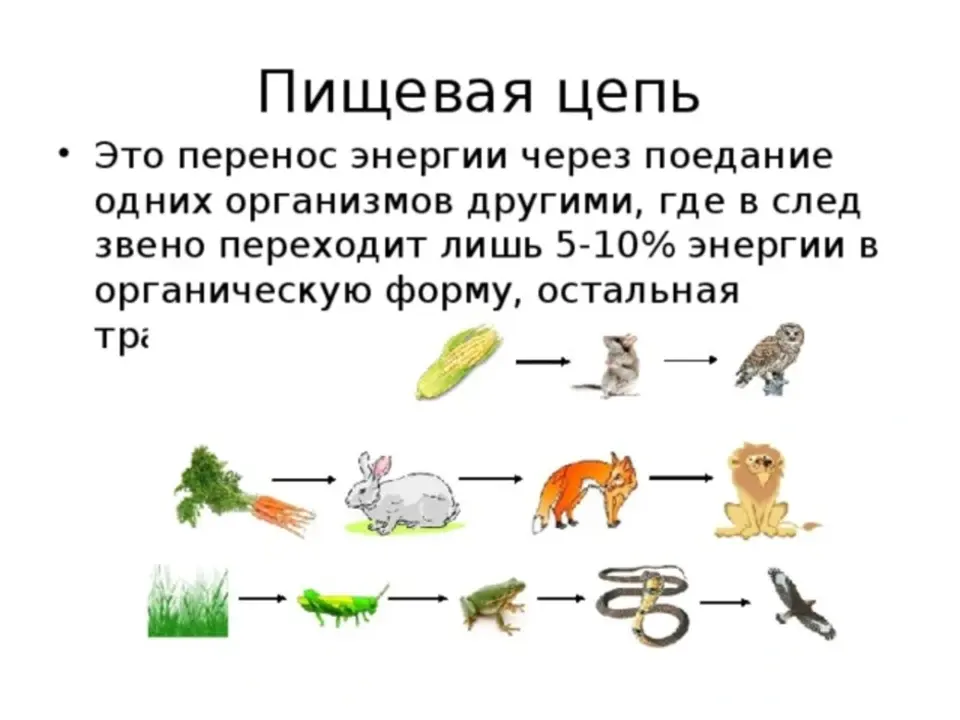 Пищевая цепочка питания. Как составить пищевую цепь. 5 Цепей питания 5 класс биология. Цепи питания животных 5 класс биология. Пищевые Цепочки 5 класс биология.