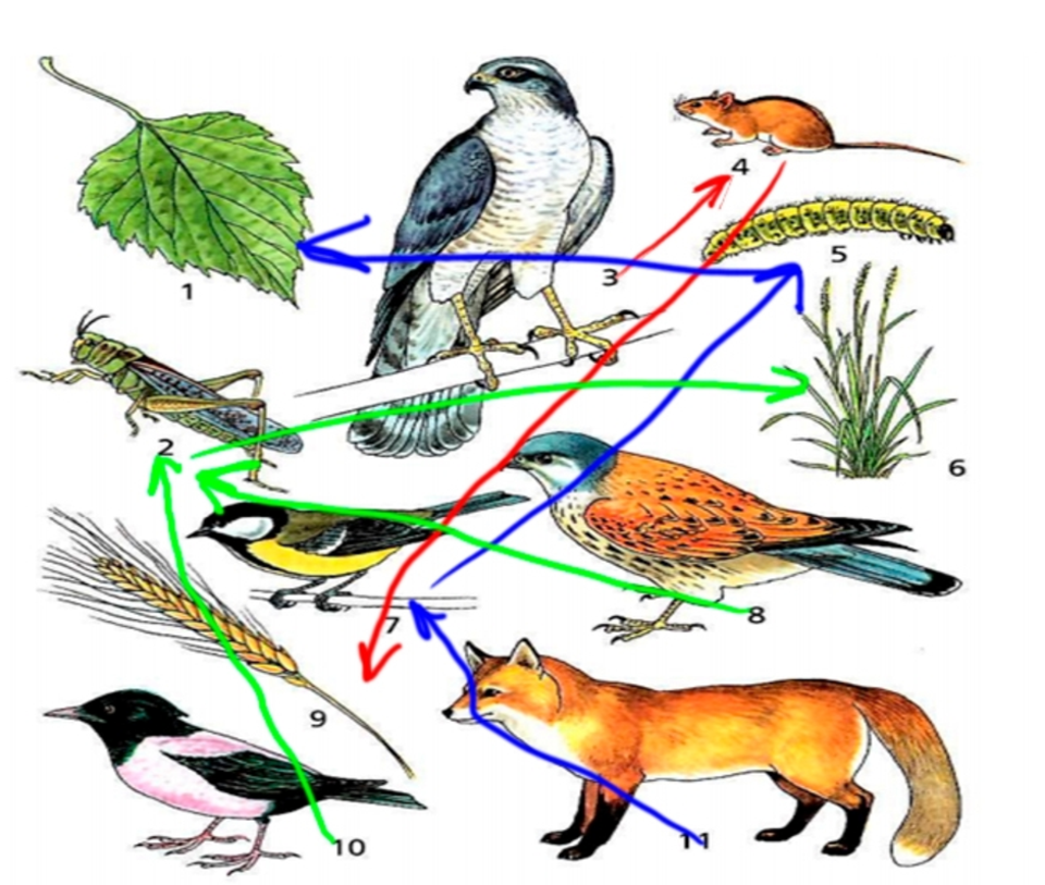 Пищевые цепи в природе 5 класс. Цепи питания. Пищевая цепь. Пищевая цепочка. Цепочка питания животных.