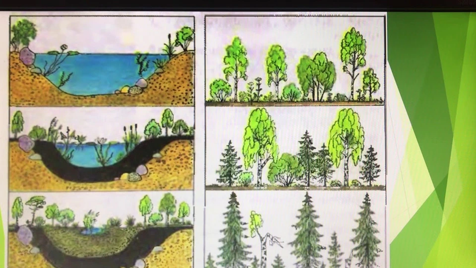 Биология нарисовать природное сообщество. Сукцессия при зарастании озера. Экосистема болота. Рисунок на тему природное сообщество. Зарастание лесного озера сукцессия.