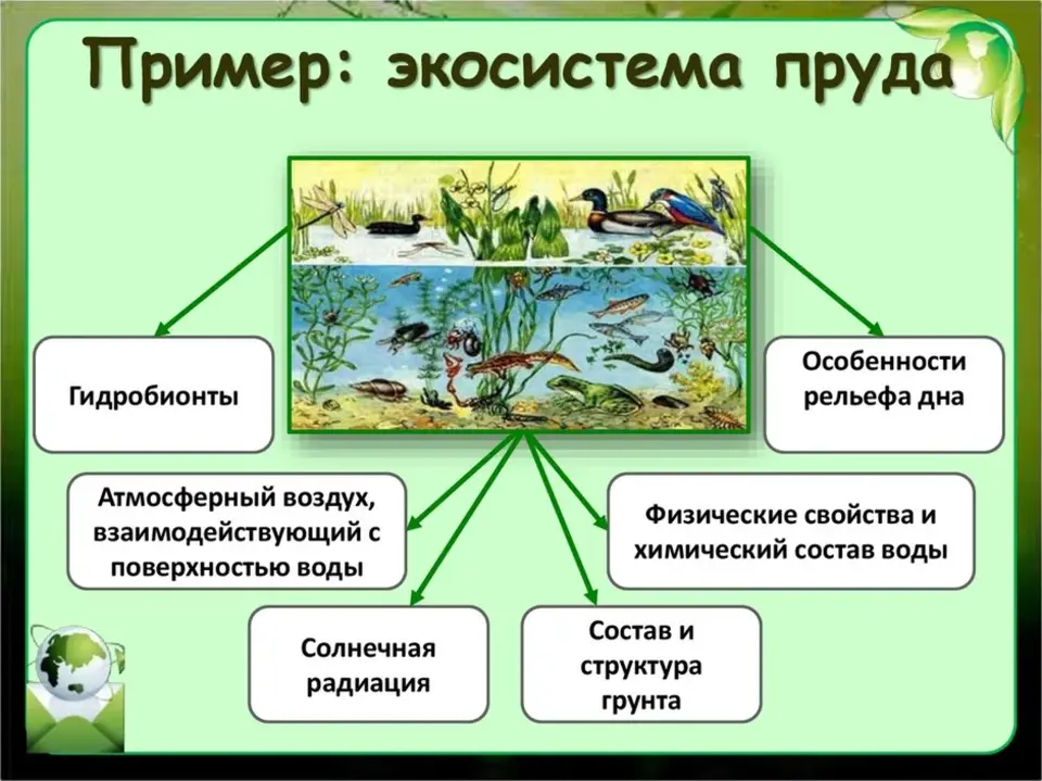 Экологические сообщества. Примеры природных сообществ 5 класс биология. Пресноводные экосистемы. Природное сообщество аквариум.