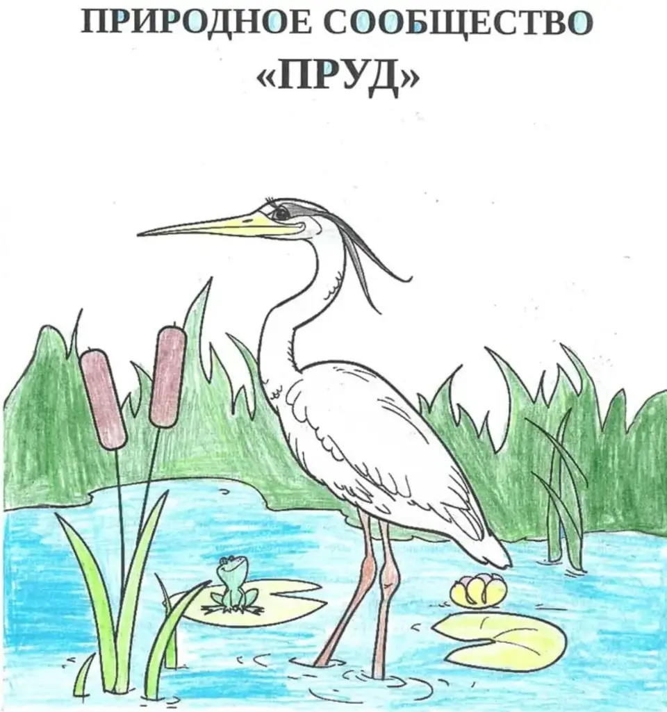 Нарисовать любое природное сообщество. Рисунок на тему природные соо. Рисунок природного сообщества 5 класс. Рисунок на тему природное сообщество. Нарисовать природное сообщество.