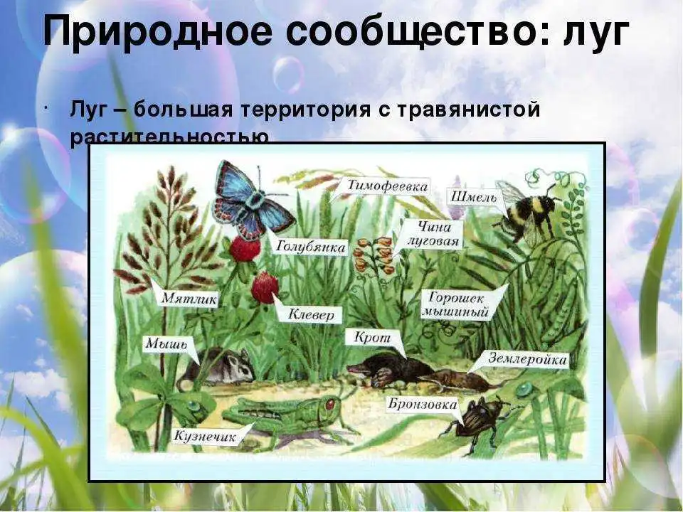 Нарисовать любое природное сообщество. Природное сообщество луг. Природное сообщество окружающий мир. Сообщество луг животные и растения. Природное сообщество про лук.