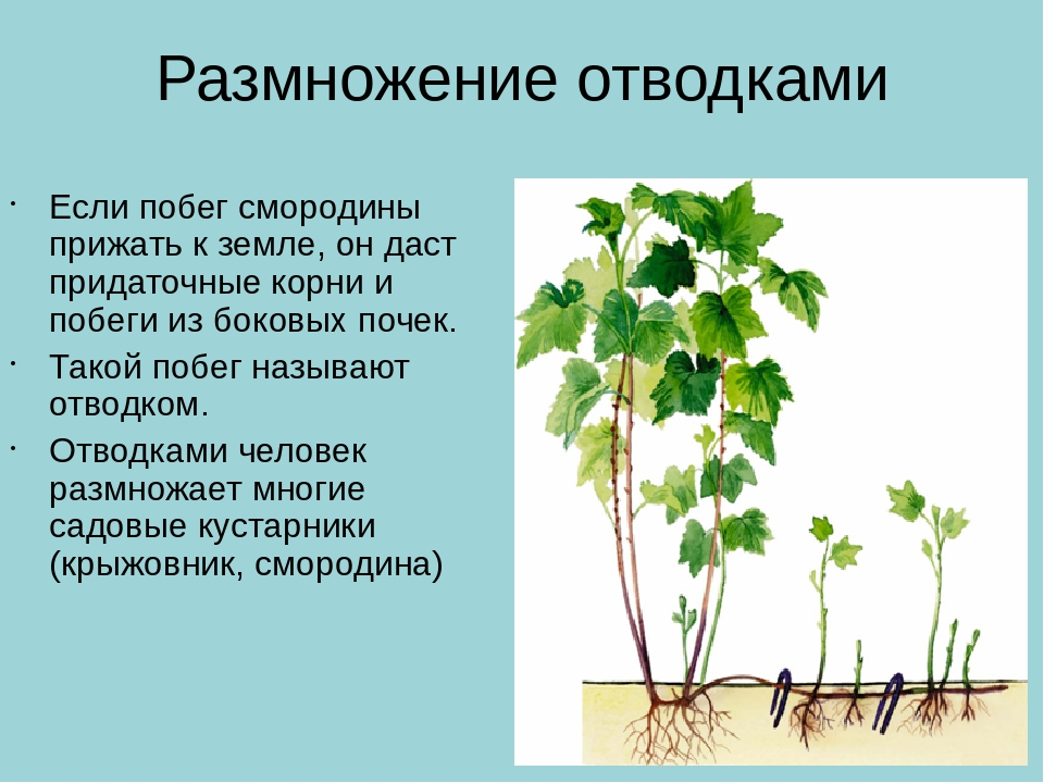 Отводка вегетативное размножение. Отводки вегетативное размножение. Отводки крыжовника. Размножение смородины отводками. Размножение корневыми отводками.