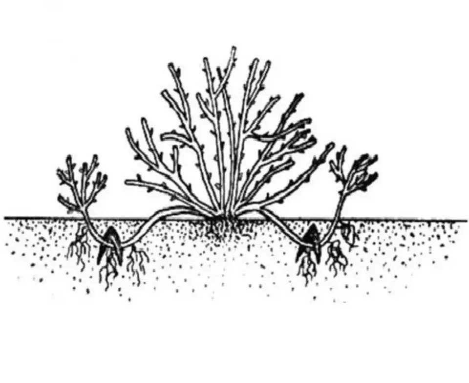 Как размножить смородину от куста летом. Отводки вегетативное размножение. Размножение смородины отводками. Вегетативное размножение смородины. Размножение дуговыми отводками.