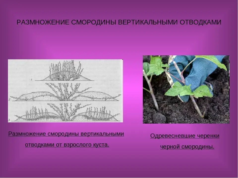 Отводка вегетативное размножение. Отводки вегетативное размножение. Вегетативное размножение смородины. Размножение вертикальными отводками. Размножение крыжовника отводками.