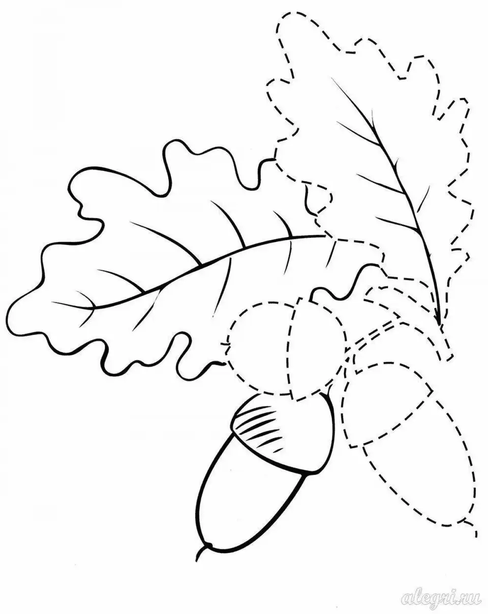 Раскраска дубовый лист