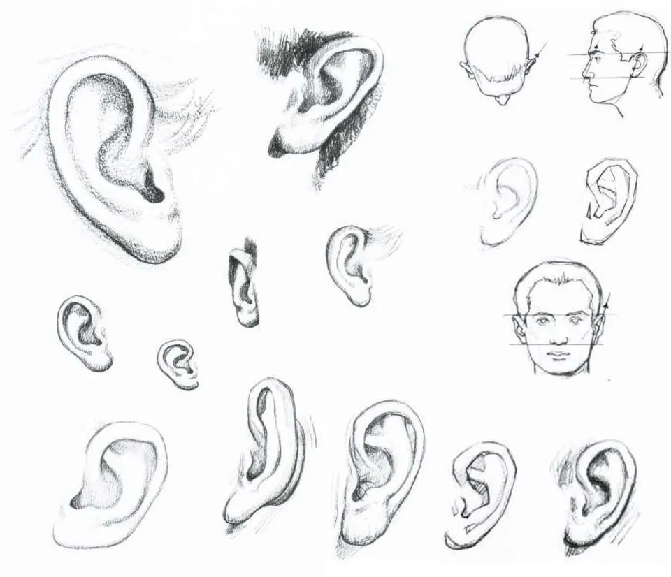 Рисунок уха человека