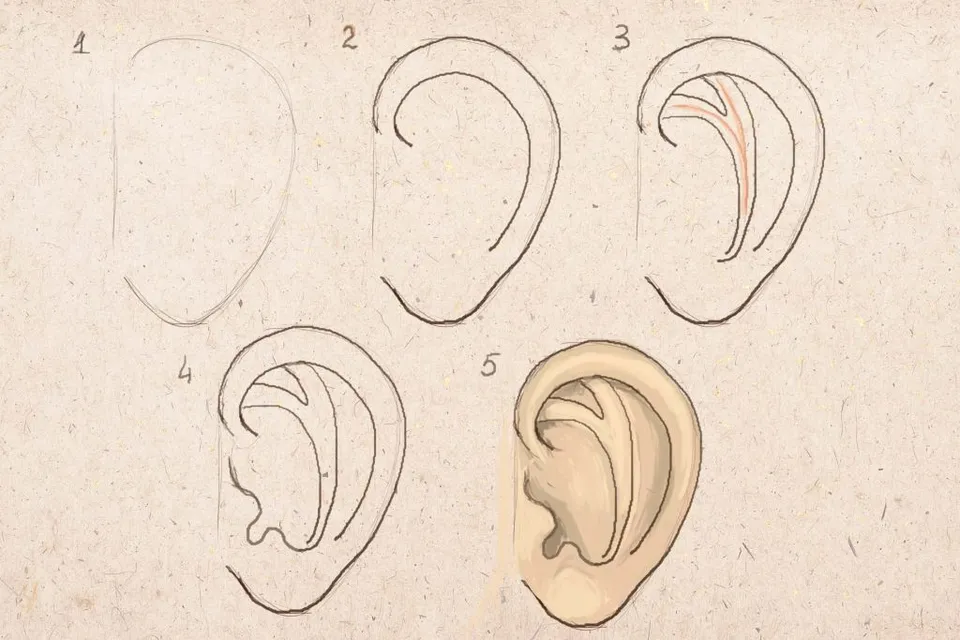 Поэтапное рисование уха