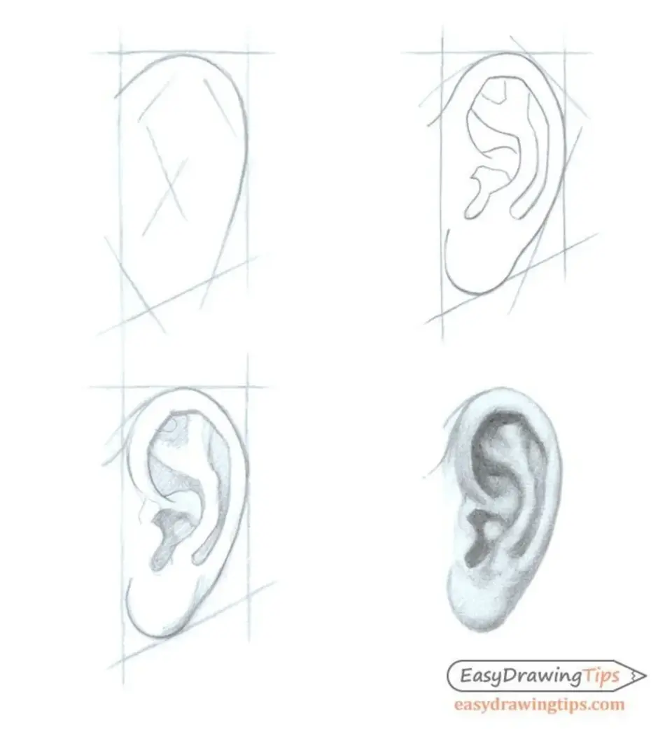 Рисунок уха человека