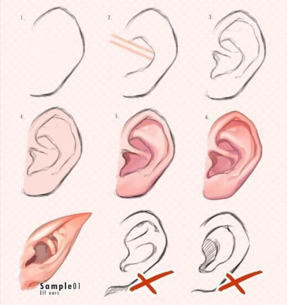Анатомия уха туториал