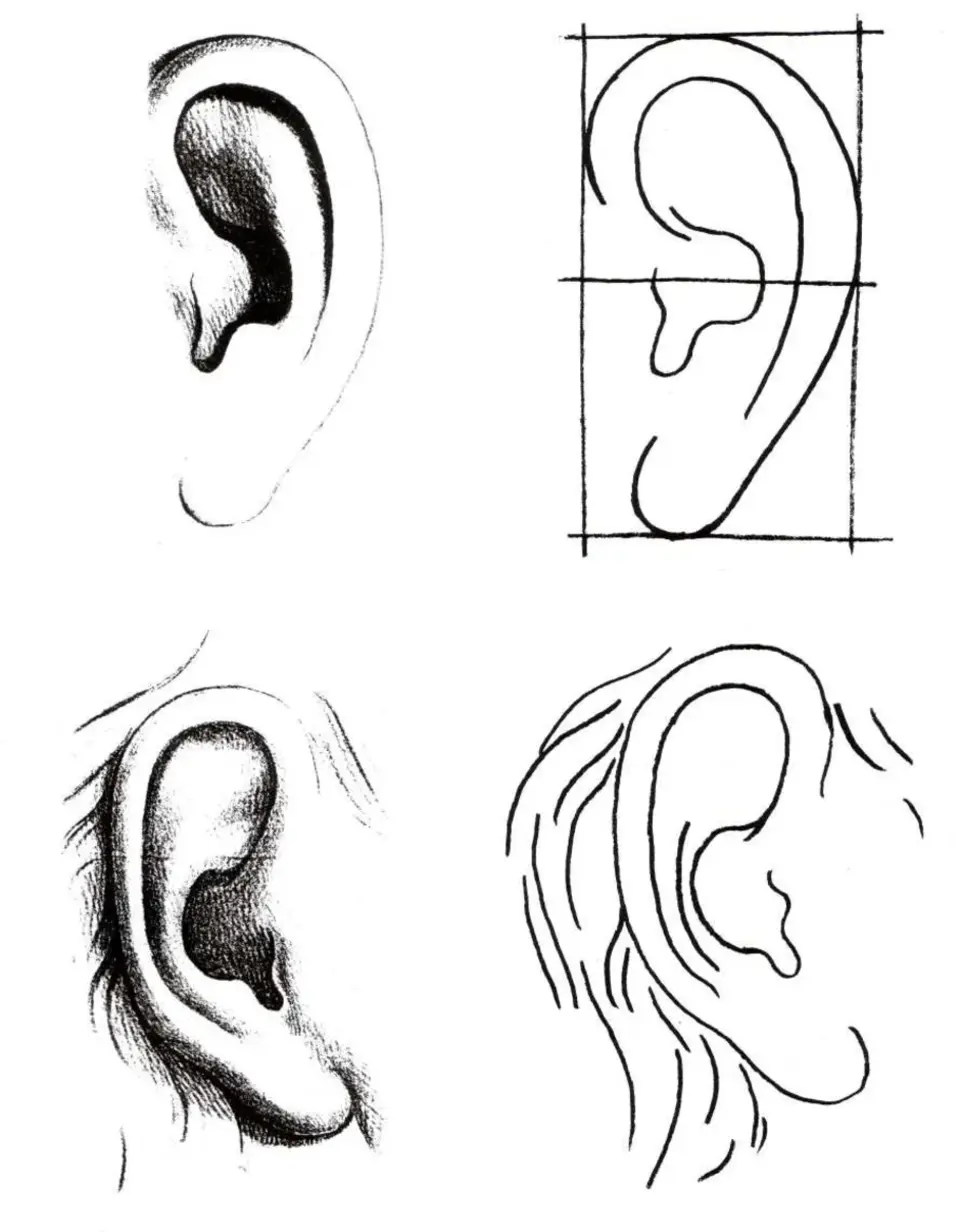 Рисунок уха человека карандашом