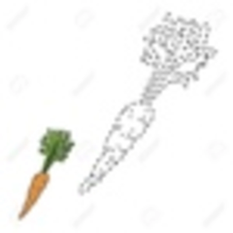Морковь иллюстрация