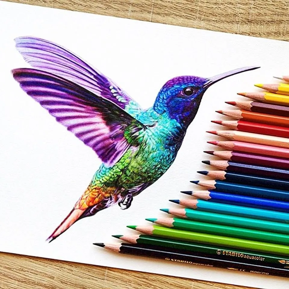 Колибри цветными карандашами