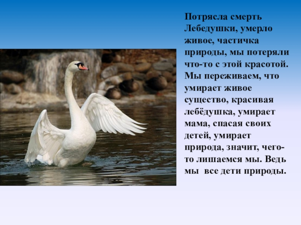 Сказка есенина лебедушка. Стихотворение Есенина Лебедушка. Лебёдушка Есенин 4 класс.