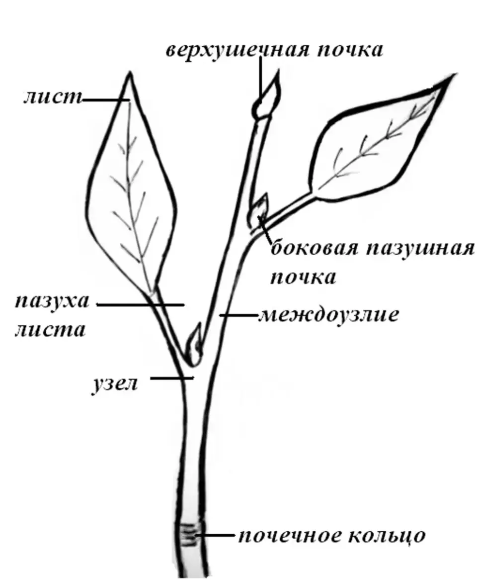 Где боковая почка у растений. Боковая почка междоузлие верхушечная. Морфология побега липы. Лист верхушечная почка узел. Побег тополя схема.