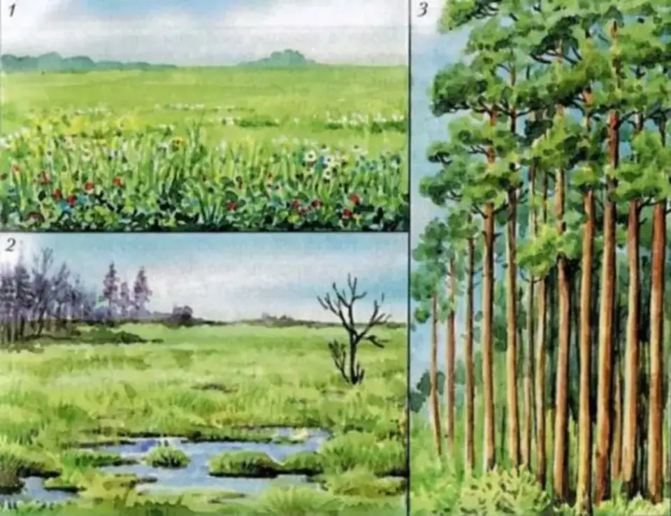 Рисунок любого природного сообщества. Картина растительного сообщества. Изображением природных сообществ. Природное сообщество рисунок. Картины с изображением природных сообществ.