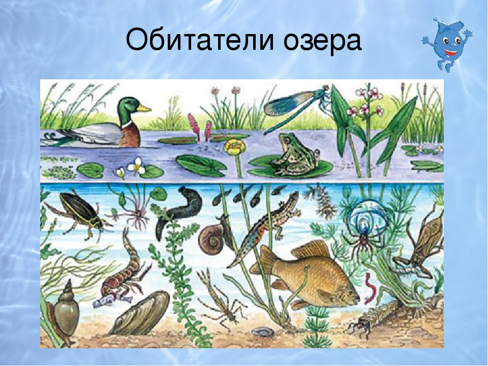 Нарисовать любое природное сообщество. Обитатели водоемов. Обитатели пресных водоемов. Животные водоема для дошкольников. Обитатели водоемов для дошкольников.