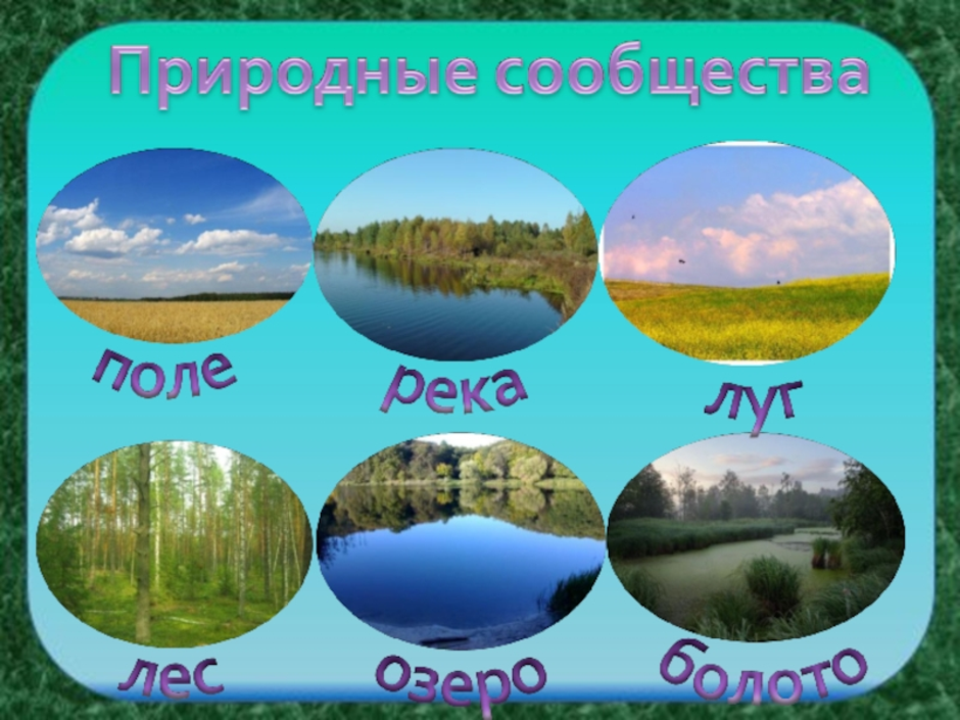 Нарисовать любое природное сообщество. Картины с изображением природных сообществ. Природное сообщество рисунок. Природные сообщества для дошкольников в картинках. Плакат природных сообществ.