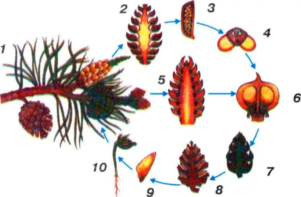 Семена хвойных растений формируются в. Жизненный цикл голосеменных растений. Цикл развития голосеменных растений. Схема жизненного цикла сосны. Размножение голосеменных растений схема.