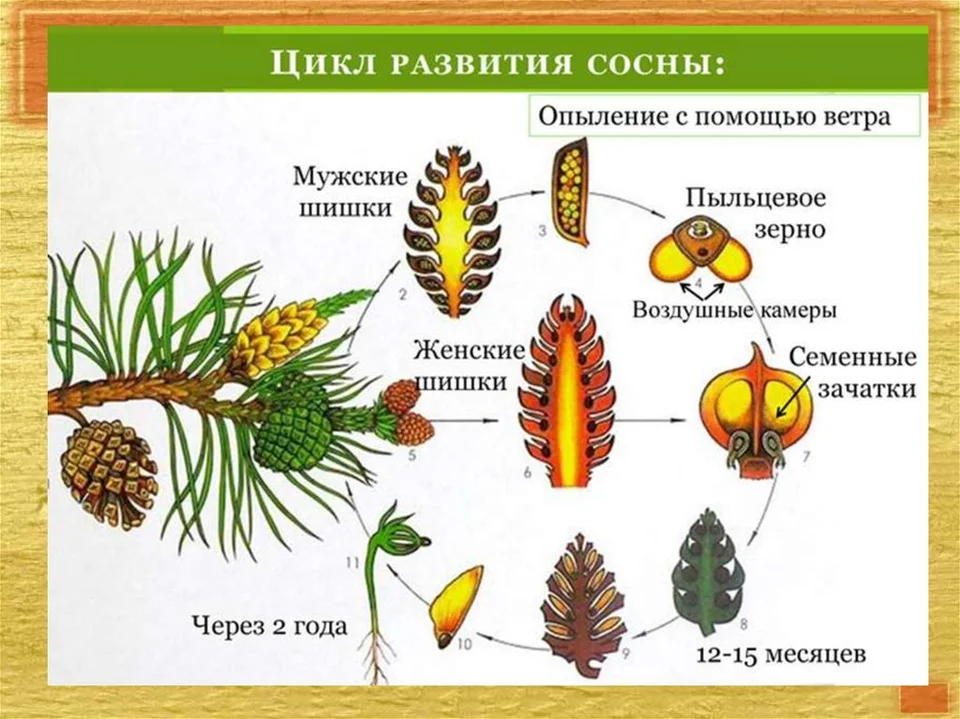 Семена размножаются голосеменные. Цикл голосеменных схема. Размножение голосеменных хвойных. Цикл размножения голосеменных растений ЕГЭ. Рисунок цикл развития сосны обыкновенной.