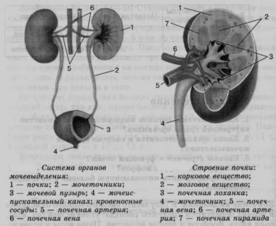 Почка и мочевой пузырь огэ биология. Выделительная система человека строение почки. Анатомия мочевыделительной системы строение почки. Мочевыделительная система анатомия схема. Схема строения мочевыделительной системы человека.