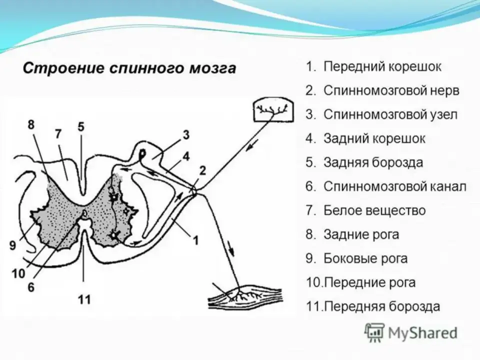 См корешок. Схема сегмента спинного мозга. Схема строения спинного сегмента. Сегмент спинного мозга в разрезе анатомия. Анатомические структуры сегмента спинного мозга.