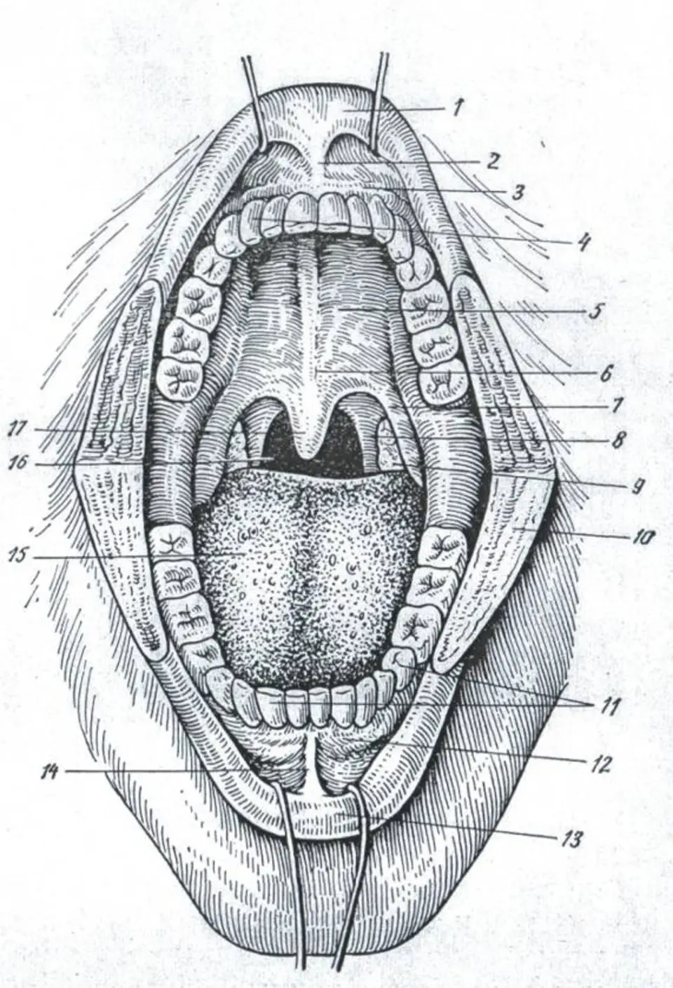 Полость рта схема. Нёбо анатомия верхней челюсти. Ротовая полость анатомия Синельников. Ротовая полость анатомия язык. Ротовая полость топографическая анатомия.