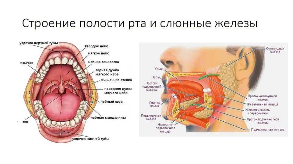 Рот какая система органов. Строение ротовой полости сбоку. Строение лица человека анатомия слюнных желез. Строение ротовой полости человека анатомия. Строение ротовой полости схема.