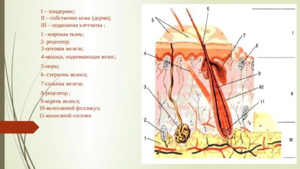 Дерма обозначена цифрой. Эпидермис дерма подкожная жировая клетчатка. Сальные железы кожи расположены в эпидермисе подкожной клетчатки. Дерма сальная железа эпидермис поднимающая волос. Потовые железы расположены в эпидермисе в дерме.