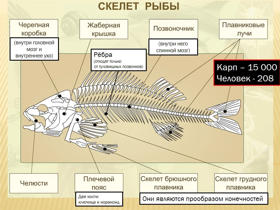 1 из каких отделов состоит скелет рыбы