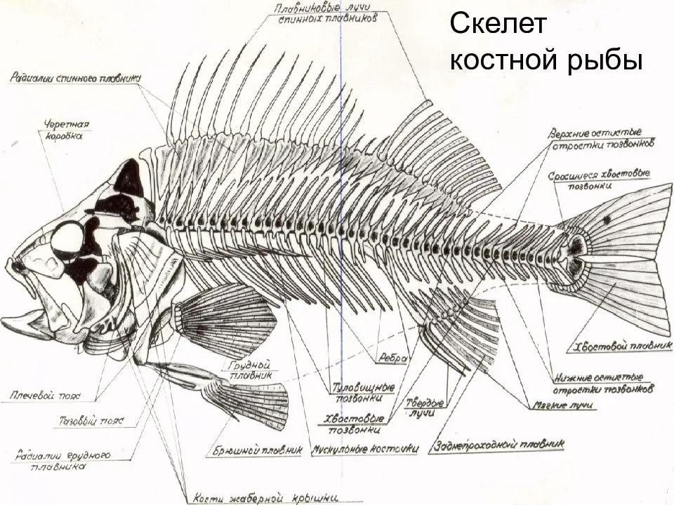 1 из каких отделов состоит скелет рыбы