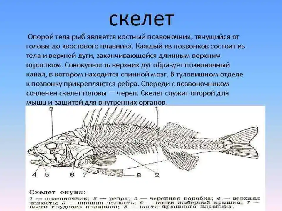 1 из каких отделов состоит скелет рыбы