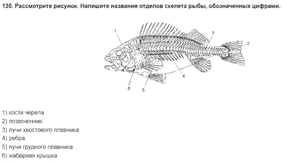 1 из каких отделов состоит скелет рыбы