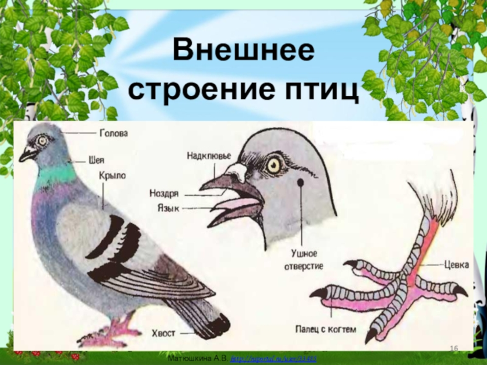 Характеристика внешнего строения птицы. Внешнее строение птиц. Строение птицы для дошкольников. Внешнее строение головы птицы. Хвост птицы строение.