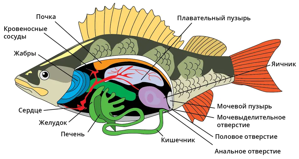 Строение рыбы клоуна