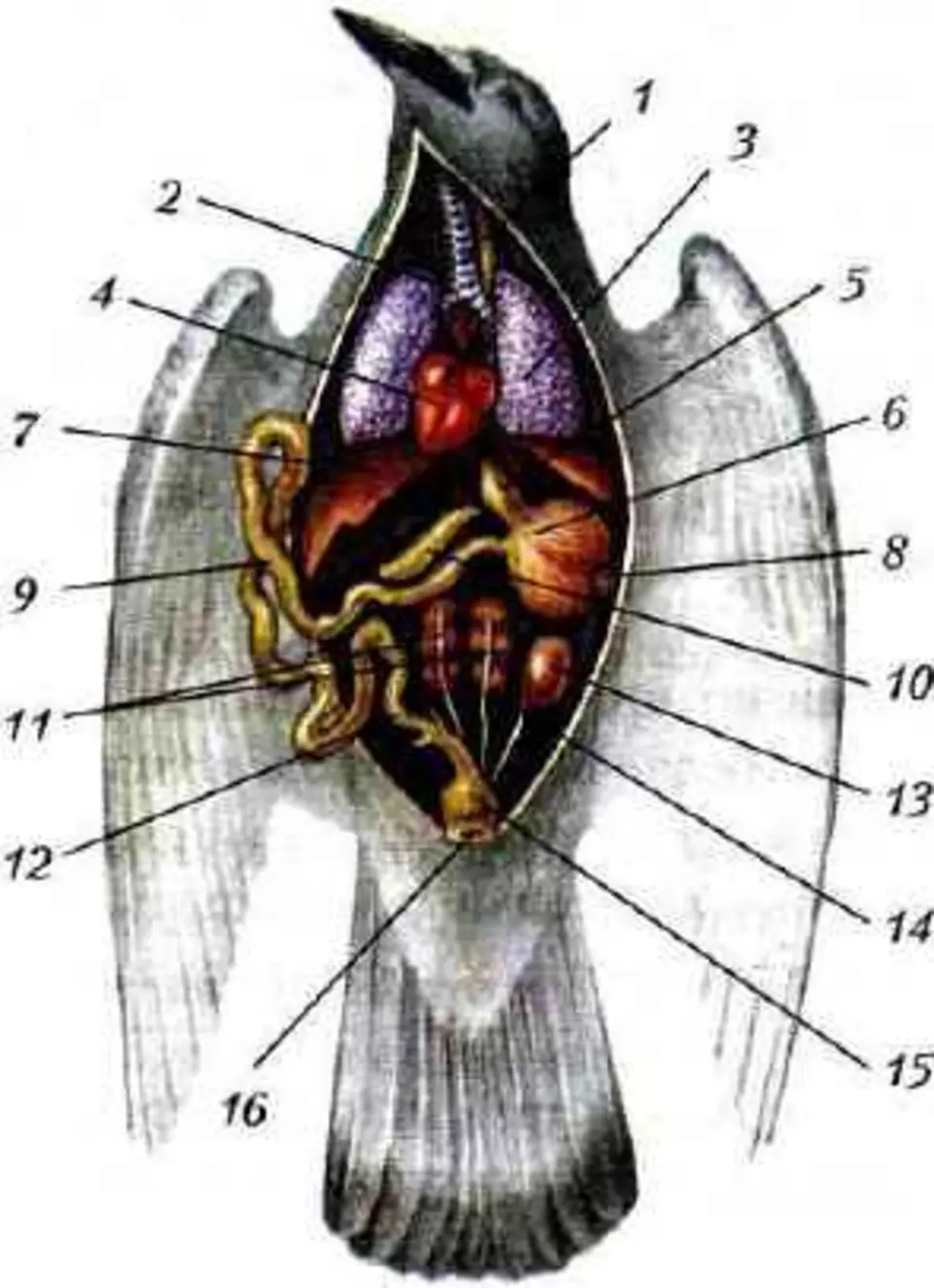 Внутренняя система птиц 7 класс. Пищеварительная система сизого голубя. Органы голубя анатомия. Внутреннее строение птицы самца рис 156.