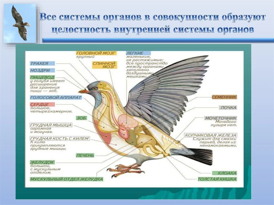 Внутреннее строение птиц пищеварительная система. Пищеварительная система птицы голубь. Строение птицы.