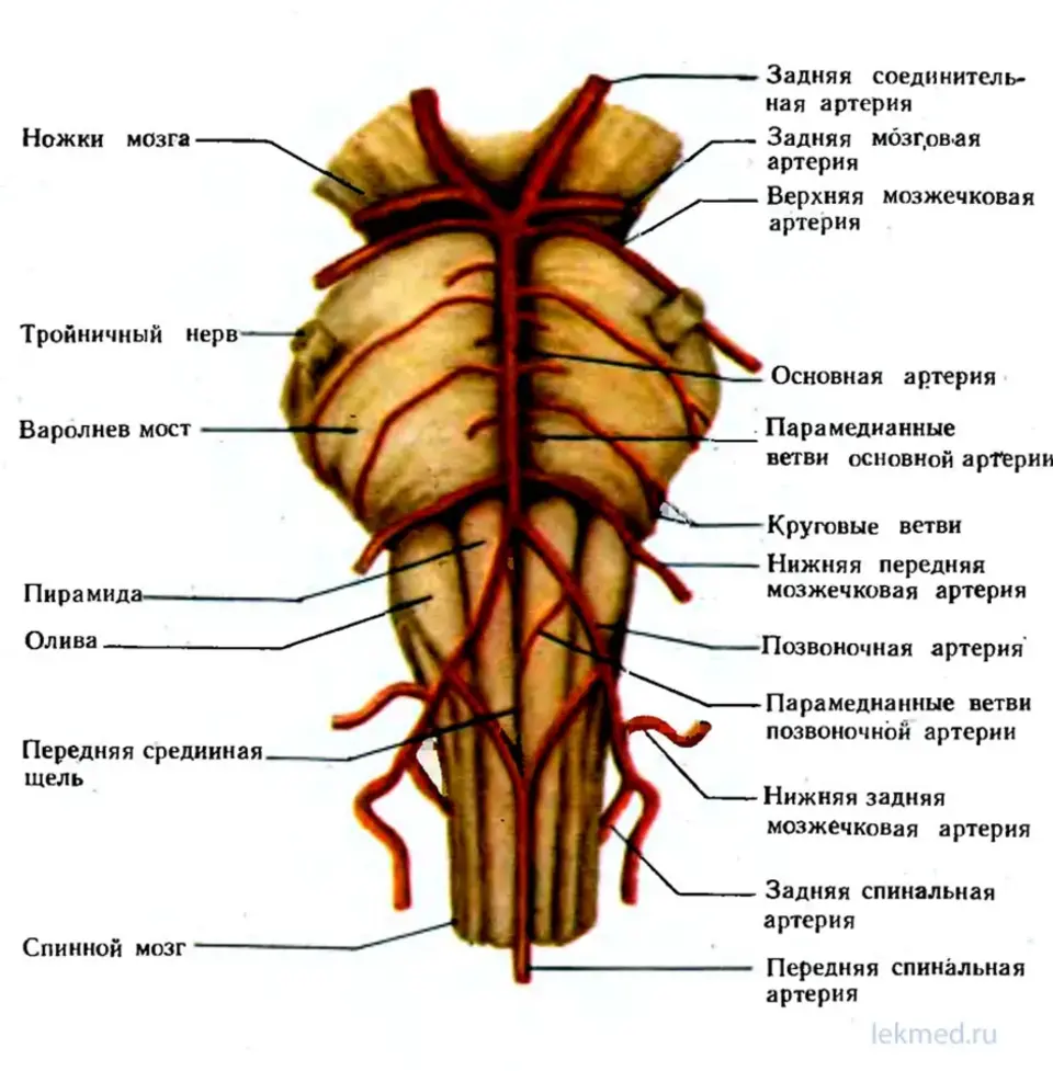 Головной ствол анатомия. Кровоснабжение ствола головного мозга. Кровоснабжение ствола мозга анатомия. Отделы ствола спинного мозга. Схема кровоснабжения ствола головного мозга.