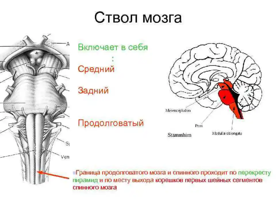 Продолговатый строение анатомия. Продолговатый спинной мозг строение. Строение ствола мозга анатомия. Ядра ствола мозга схема. Ствол мозга продолговатый задний средний промежуточный мозг.