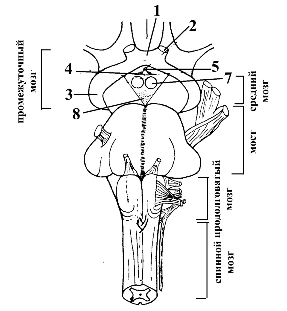 Продолговатый мозг у лягушки. Вентральная поверхность ствола головного мозга. Ствол мозга рисунок. Мозговой ствол строение. Анатомические образования ствола мозга.