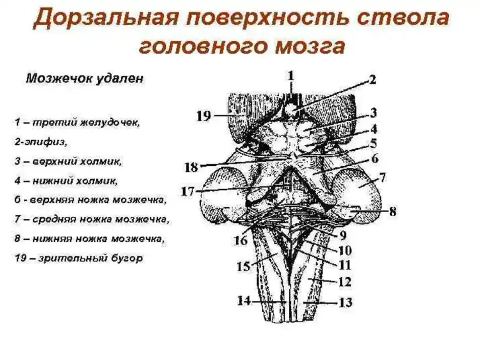 Головной ствол анатомия. Наружное строение продолговатого мозга анатомия. Вентральная поверхность продолговатого мозга анатомия. Схема дорсальной поверхности мозгового ствола.