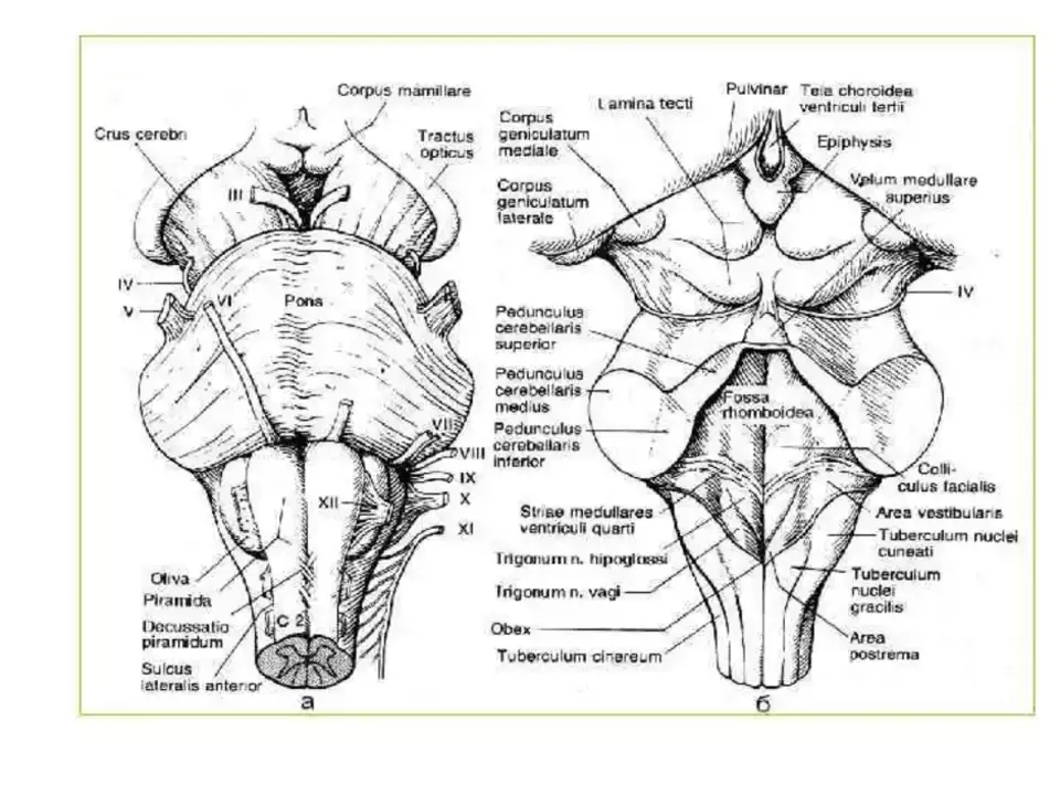 Головной ствол анатомия. Ствол мозга анатомия схема. Строение ствола мозга анатомия. Вентральная поверхность ствола головного мозга.