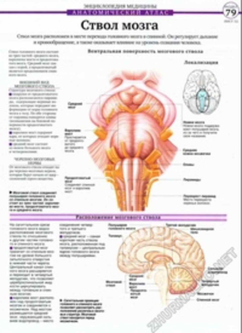 Головной ствол анатомия. Строение ствола головного мозга человека анатомия. Структуры ствола мозга анатомия. Ствол мозга: отделы, поверхности, строение, функция.. Расположения отделов ствола головного мозга.