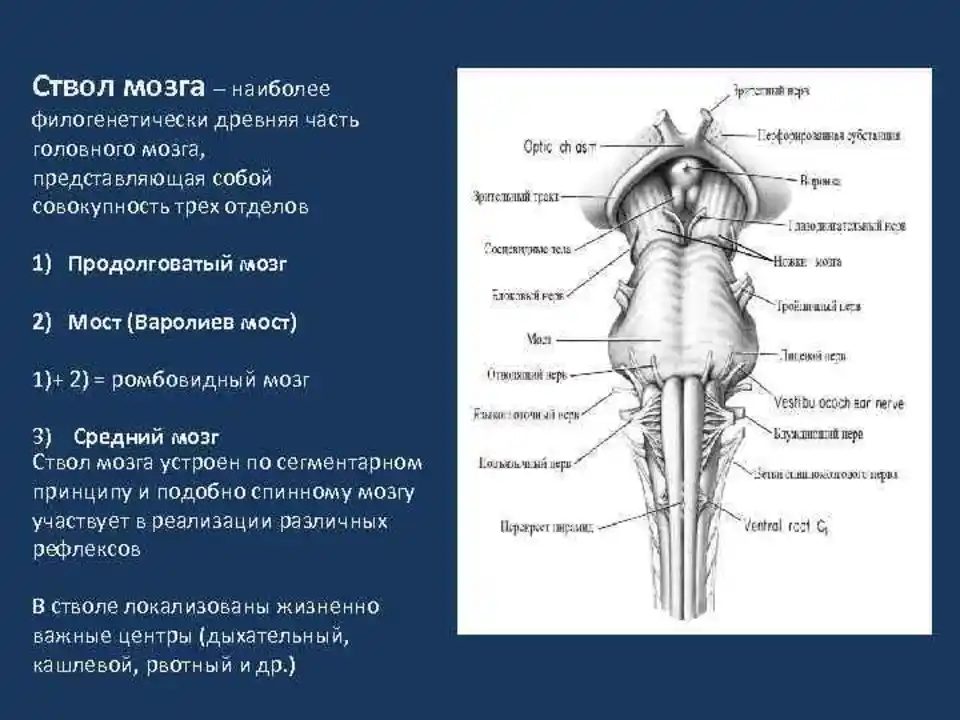 Головной ствол анатомия. Топография ствола головного мозга. Ствол мозга варолиев мост.