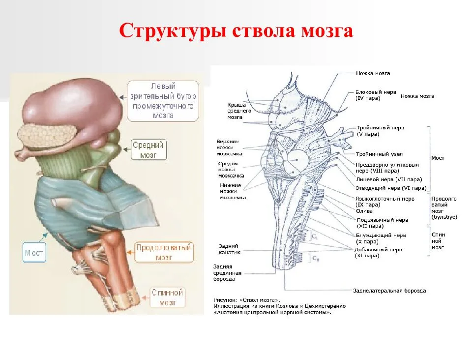 Головной ствол анатомия. Ствол мозга анатомия функции. Структуры ствола мозга анатомия. Расположения отделов ствола головного мозга. Анатомические элементы ствола головного мозга.