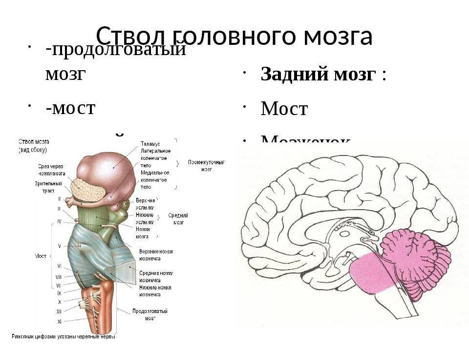 Головной ствол анатомия. Структуры ствола головного мозга. Ствол мозга средний мозг строение. Строение ствола мозга анатомия. Схема строение задних отделов головного мозга схема.