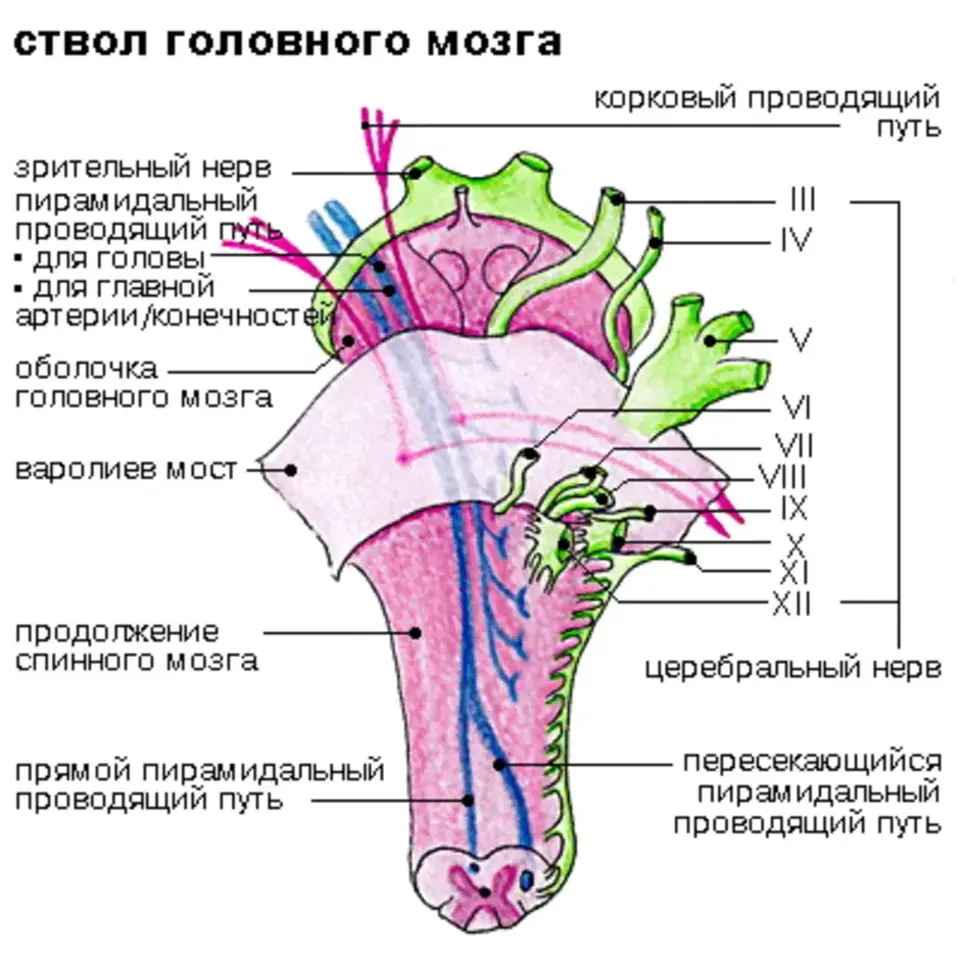 Головной ствол анатомия. Мозговой ствол строение. Ствол головного мозга продолговатый мозг. Отделы ствола мозга анатомия. Структуры составляющие ствол мозга.